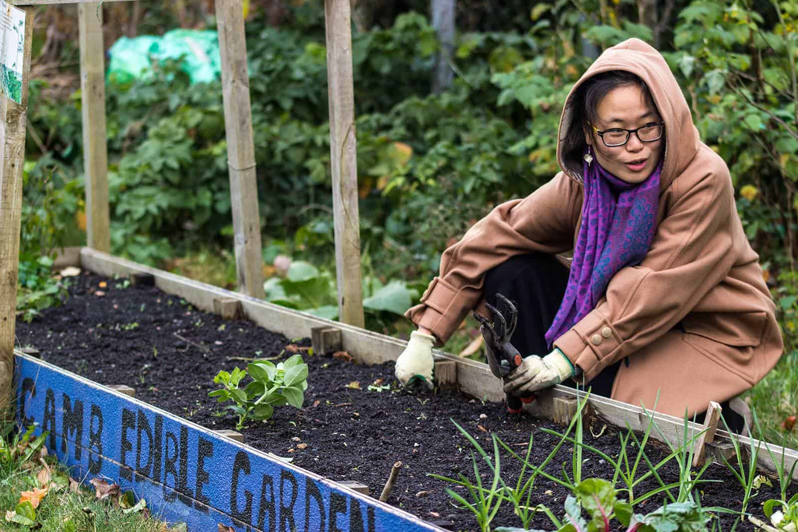 One person wearing a brown hooded coat and purple scarf is gardening in a raised bed.