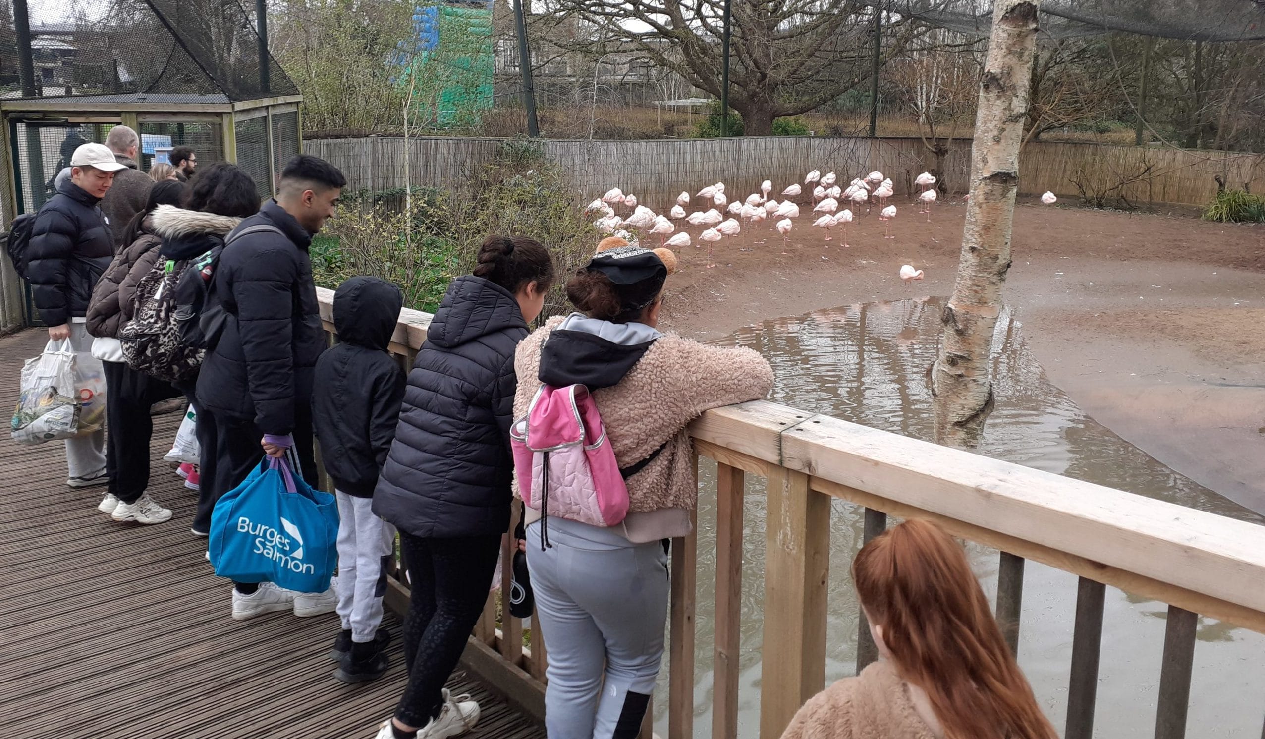 8 young people and students stand in a line looking at some flamingoes. They are outdoors stood on a wooden bridge.