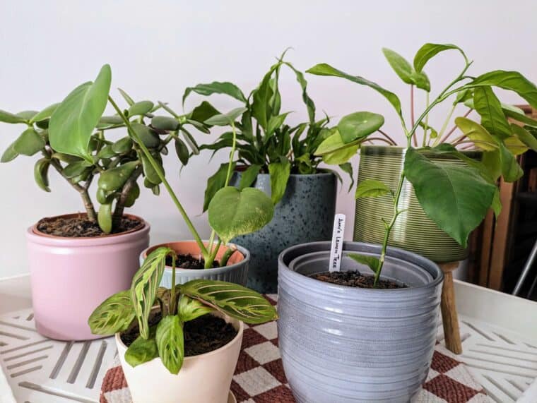 ID: a white table with a collection of various houseplants on.