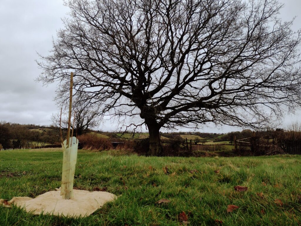 ID: a small, newly-planted sapling contrasted against a huge, established tree in the background